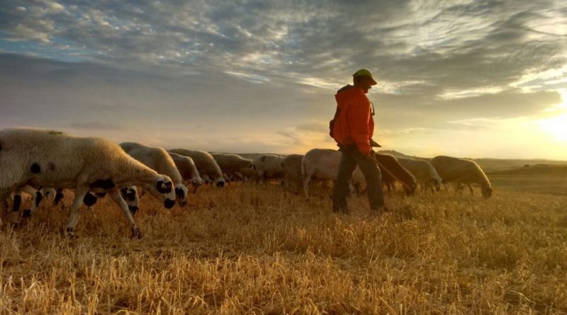 Ovejas y pastor