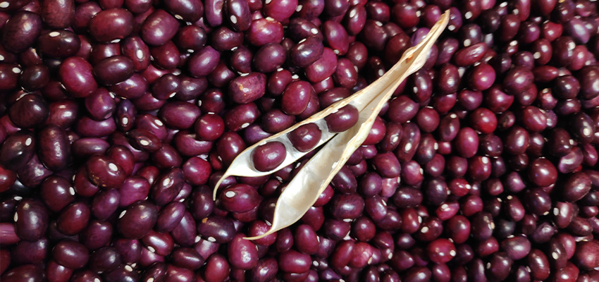 Alubias rojas de Ibeas